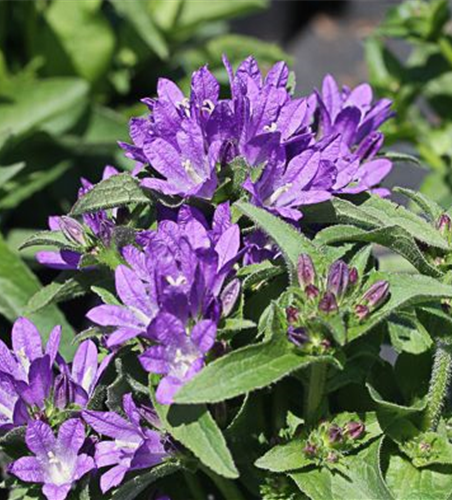 Campanula glomerata 'Dahurica', gen.