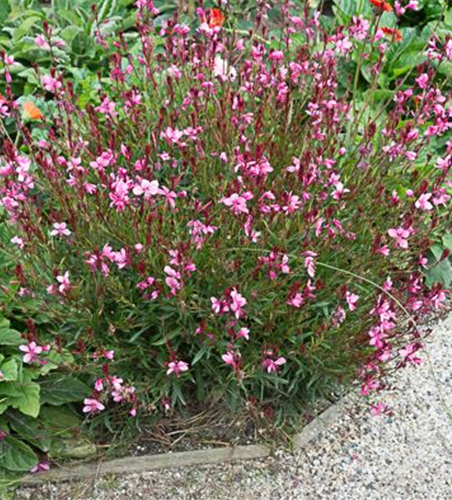 Gaura lindheimerii 'Siskiyou Pink' Gaura lindheimerii 'Siskiyou Pink'