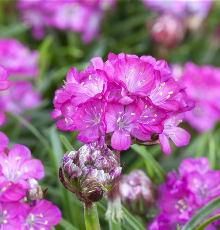 Armeria maritima 'Splendens'