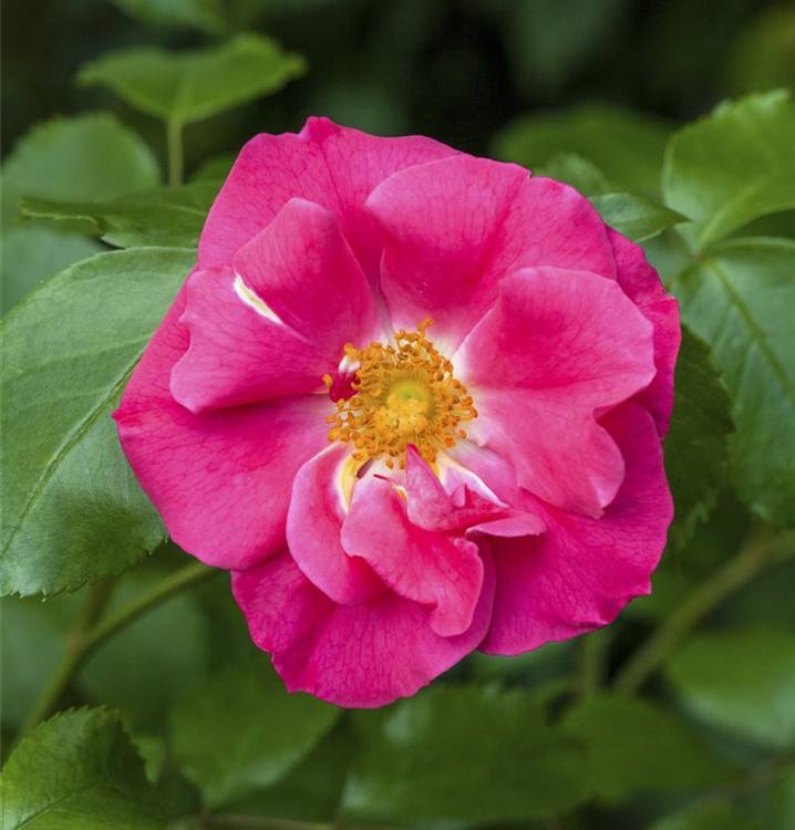 Rosa rugosa 'Rubra'