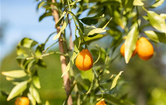 Wie ein Mediterraner Garten entsteht