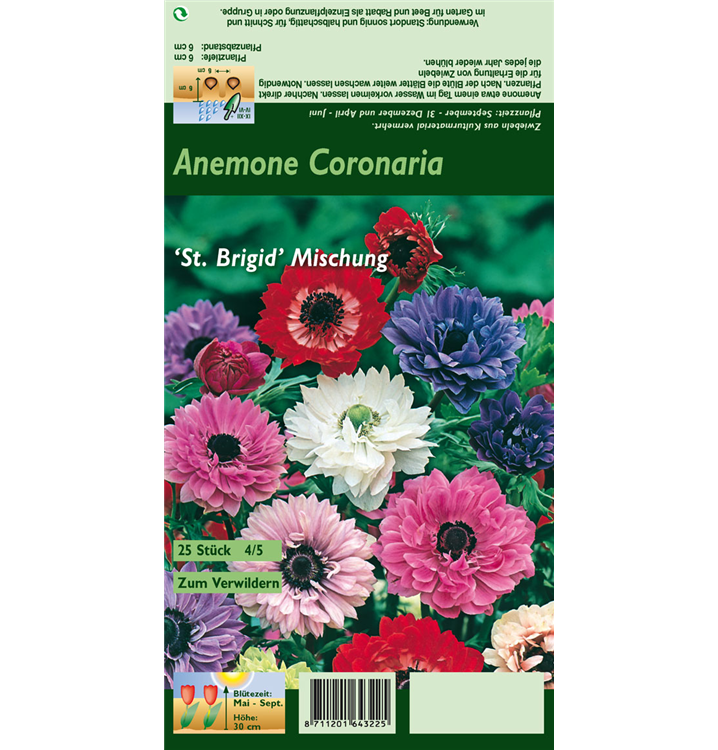 Anemone coronaria 'St Brigid'