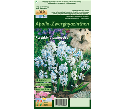 Apollo-Scheinhyazinthe