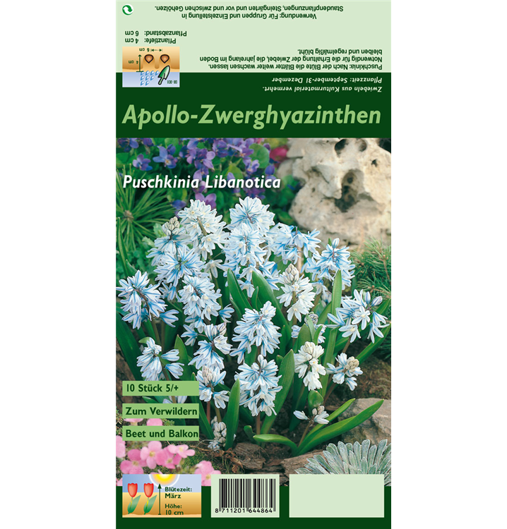 Puschkinia scilloides var. libanotica