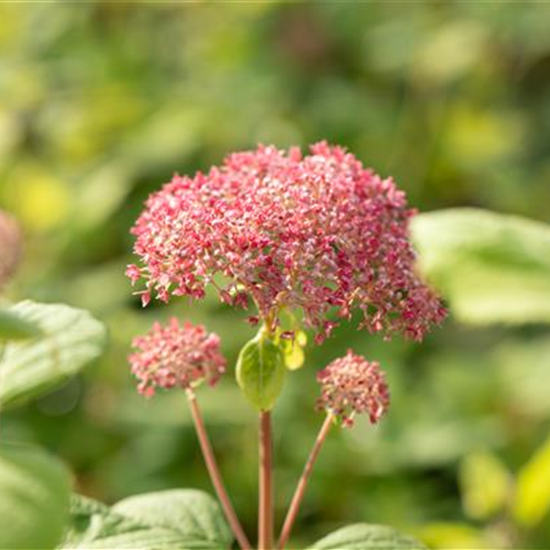 Ballhortensie 'Pink Annabelle'®