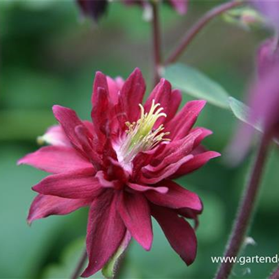 Aquilegia vulgaris 'Ruby Port'