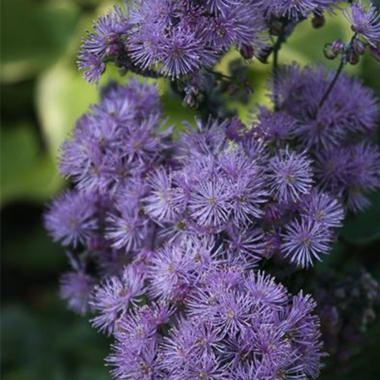 Akeleiblättrige Wiesenraute