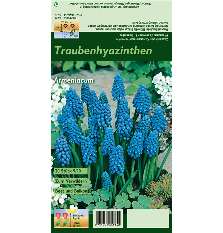 Muscari armeniacum
