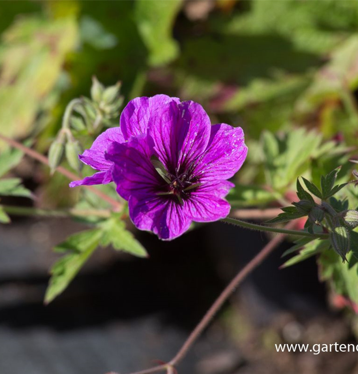 Geranium psilostemon JS 'Matu Vu' -R-