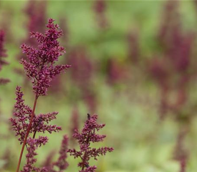 Arends Garten-Prachtspiere 'Glut'
