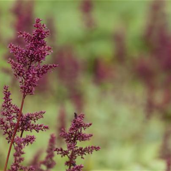 Arends Garten-Prachtspiere 'Glut'