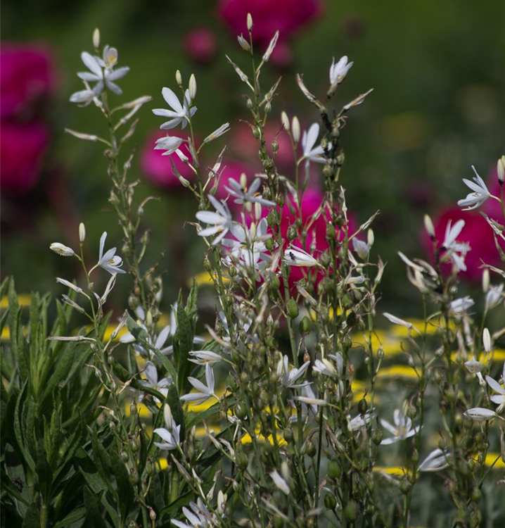 Anthericum liliago