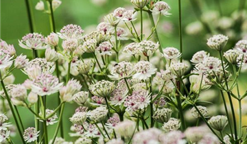 Zum Vergrößern klicken Bildvorschau