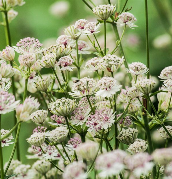 Große Sterndolde Große Sterndolde