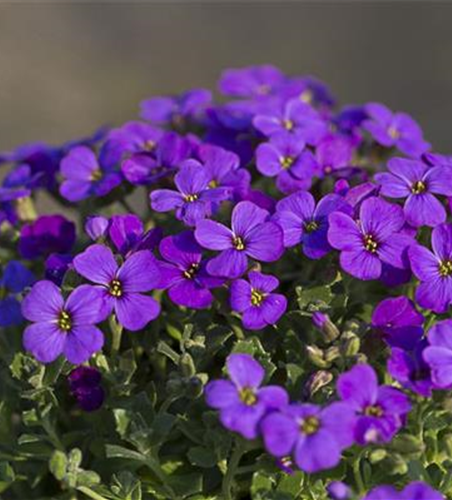 Aubrieta x cult.'Hamburger Stadtpark'