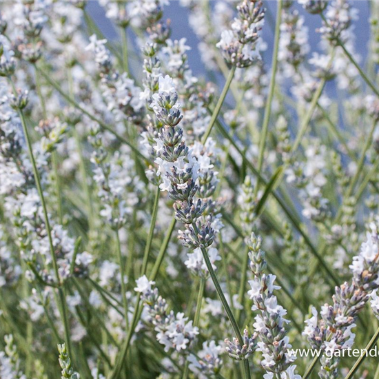 Bastard-Garten-Lavendel 'Edelweiß'