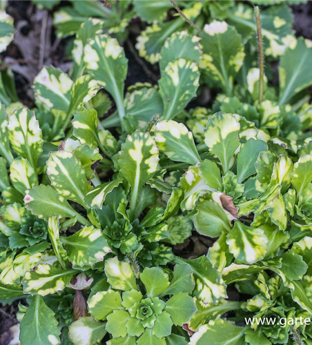 Bastard-Garten-Porzellanblümchen 'Aureopunctata' Bastard-Garten-Porzellanblümchen 'Aureopunctata'