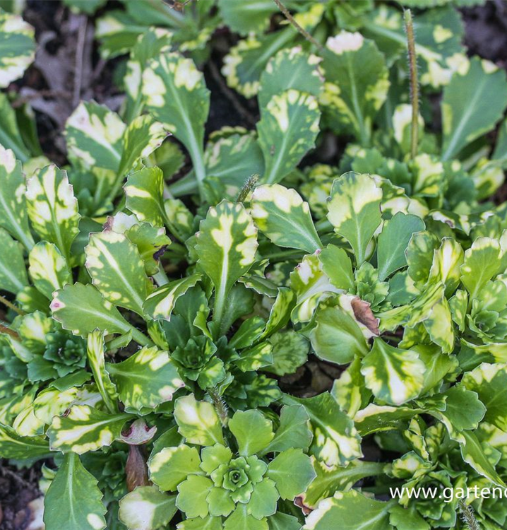 Saxifraga x urbium 'Aureopunctata'