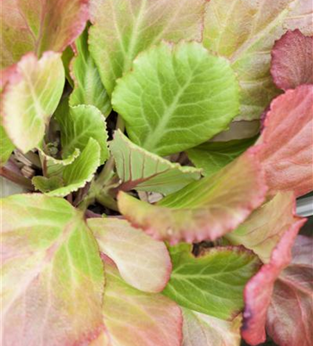 Bergenia cordifolia 'Abendglut'