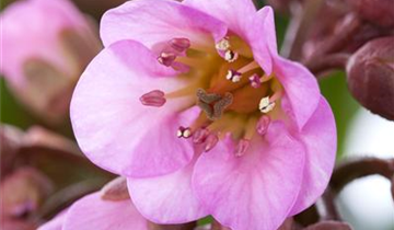 Zum Vergrößern klicken Bildvorschau