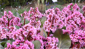 Zum Vergrößern klicken Bildvorschau