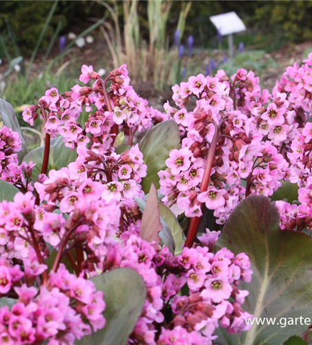Bergenia cordifolia 'Rosi Klose' Bergenia cordifolia 'Rosi Klose'