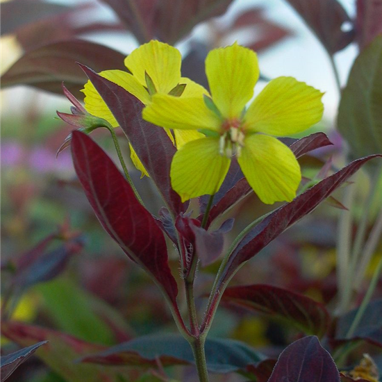 Bewimperter Garten-Felberich 'Firecracker'