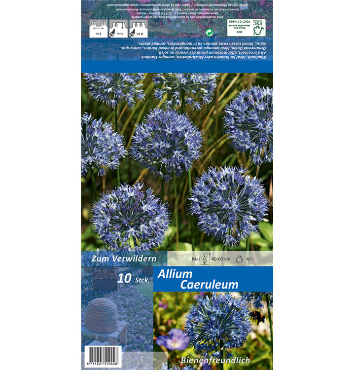 Allium caeruleum