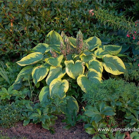 Blaue Gelbrand-Garten-Funkie 'Frances Williams'