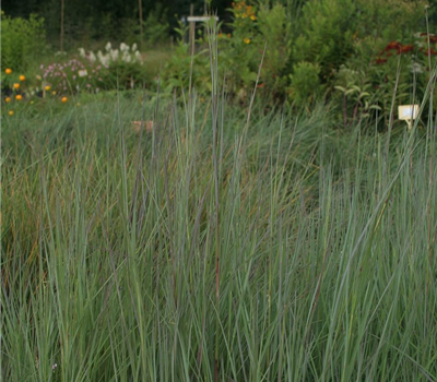 Blaugraues Garten-Präriegras 'Prairie Blues'