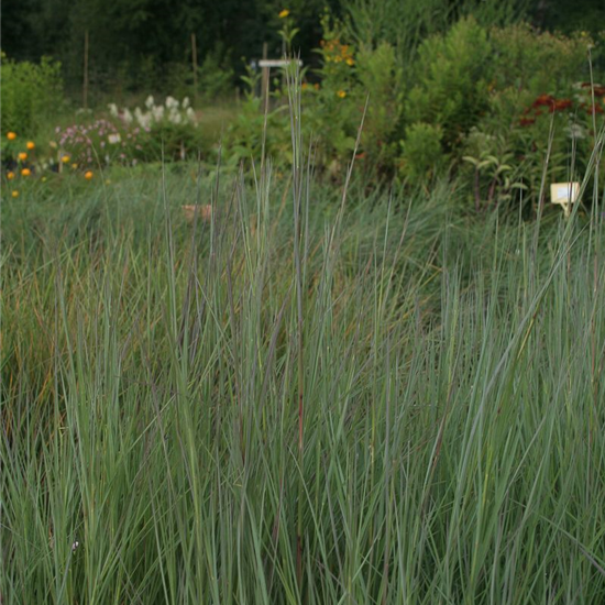 Blaugraues Garten-Präriegras 'Prairie Blues'