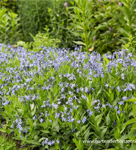 Blausternbusch