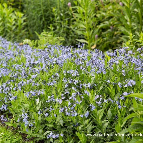 Blausternbusch