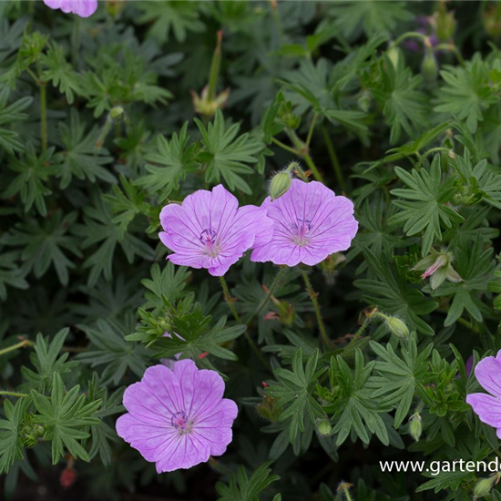 Blutroter Storchschnabel 'Glenluce'