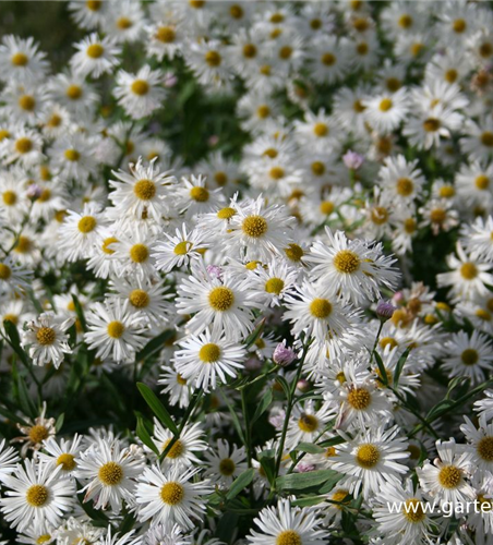 Boltonia asteroides 'Snowbank'