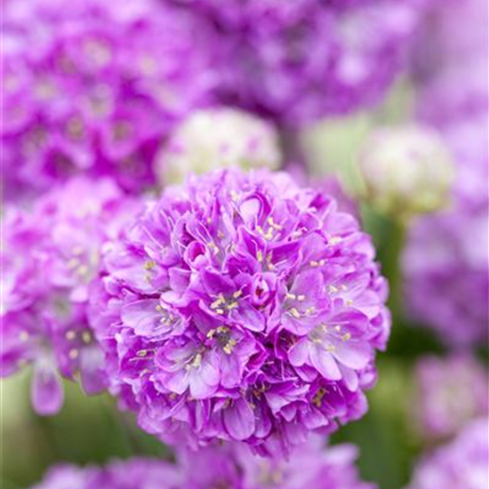 Breitblättrige Garten-Grasnelke 'Ballerina Lilac'