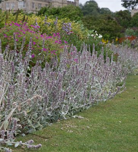 Byzantinischer Woll-Ziest Byzantinischer Woll-Ziest