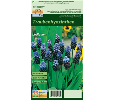 Breitblättrige Traubenhyazinthe