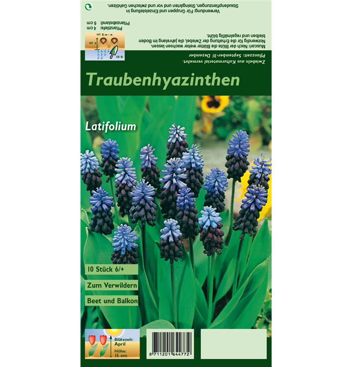 Muscari latifolium