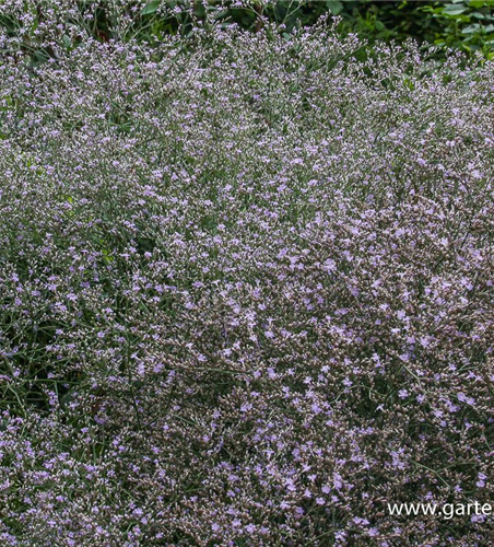 Breitblättriger Steppenschleier Breitblättriger Steppenschleier