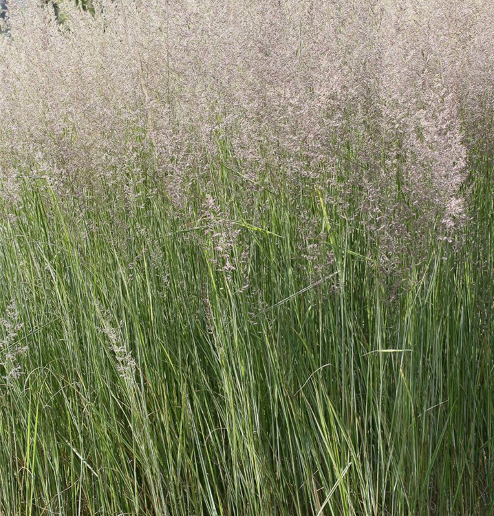 Weißgestreiftes Reitgras