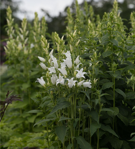 Campanula latifolia var.macrantha 'Alba'