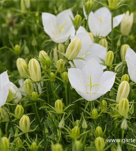 Campanula carp.'Weiße Clips'