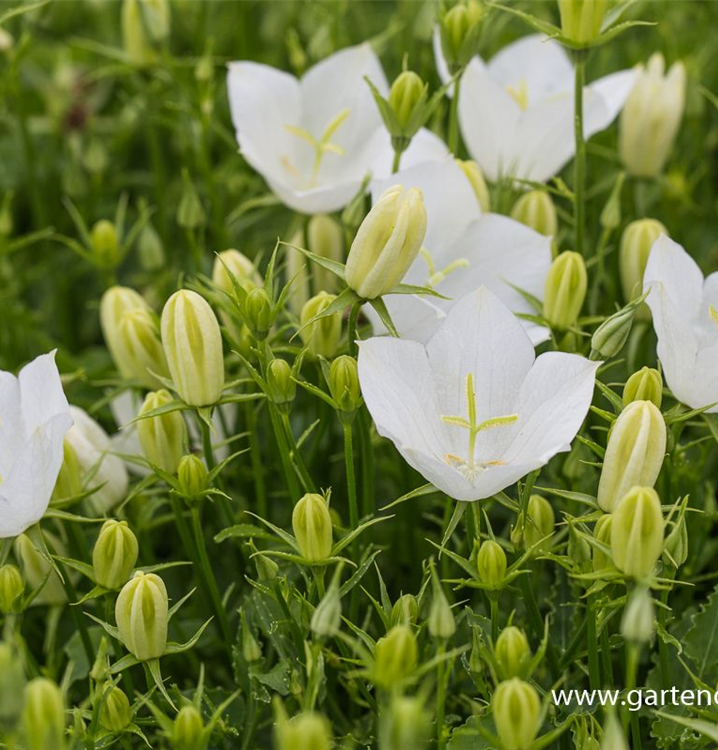 Niedrige Glockenblume