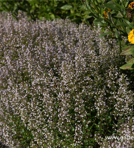 Calamintha nepeta 'Triumphator'