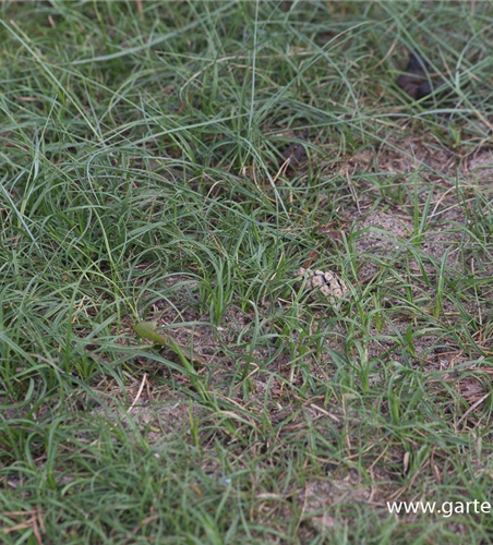 Carex arenaria