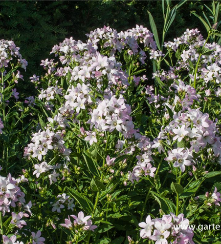 Campanula lactiflora 'Loddon Anne'