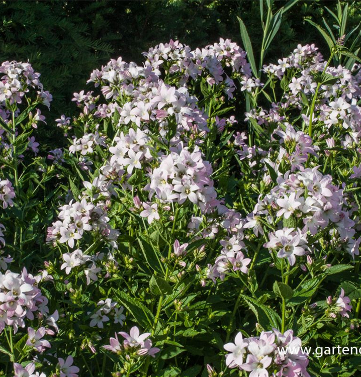 Hohe Dolden-Glockenblume