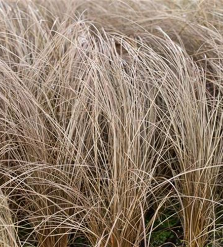 Carex comans 'Bronze'