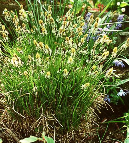 Carex montana